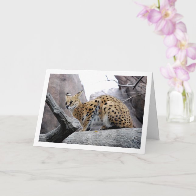 Carte Chat Serval sur un Rocher (Orchidée)