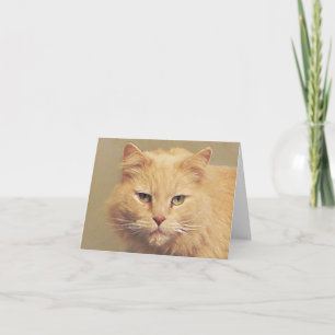 Carte Chat Sucré Se Bien Bientôt