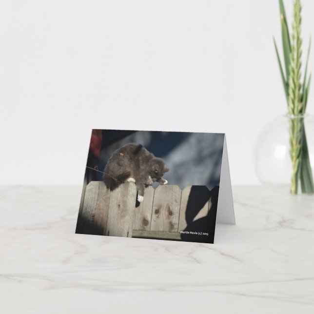 Carte Chat sur la barrière (9) (Devant)