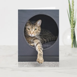 Carte chat tigré résolution du Nouvel An