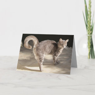 CARTE CHAT TURQUE