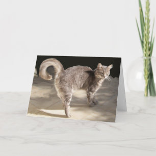 CARTE CHAT TURQUE GRAS