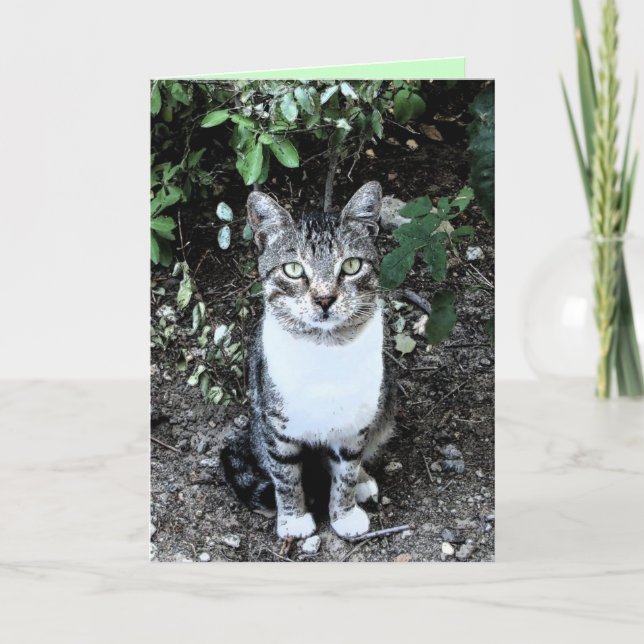 CARTE CHAT TURQUE NOIR ET BLANC RONIN (Devant)