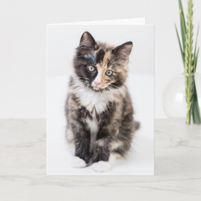 Carte Chaton adorable de calicot (Devant)
