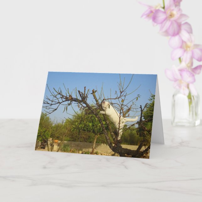Carte Chaton blanc dans l'arbre aux amandes (Orchidée)