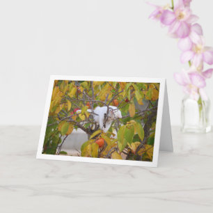 Carte Chaton blanc dans l'arbre persimmon