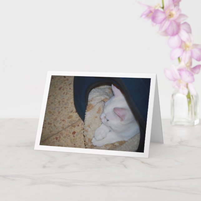 Carte Chaton blanc dans le lit de chat (Orchidée)