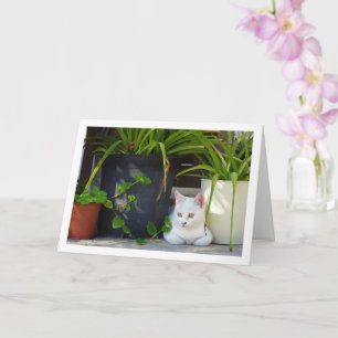 Carte Chaton blanc et Plantes de jardin