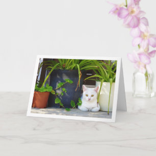 Carte Chaton blanc et Plantes de jardin