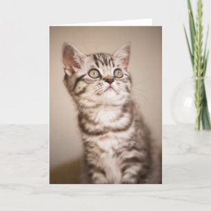 Carte Chaton britannique gris mignon de cheveux courts