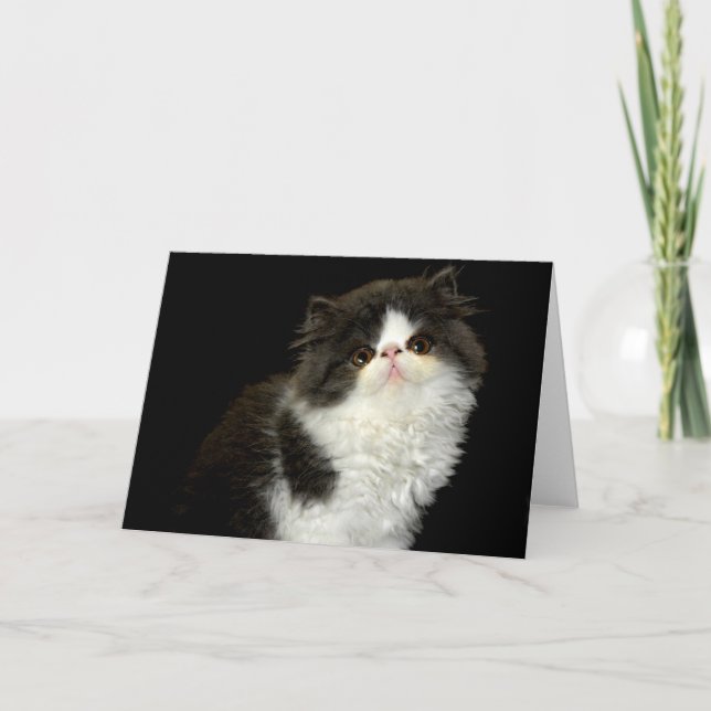 Carte Chaton noir et blanc (Devant)