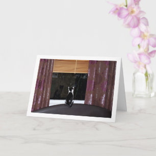 Carte Chaton noir et blanc à la fenêtre