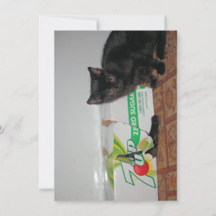 Carte Chatons