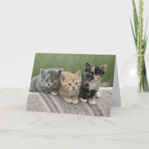 Carte Chatons de grange sur une couverture de cheval