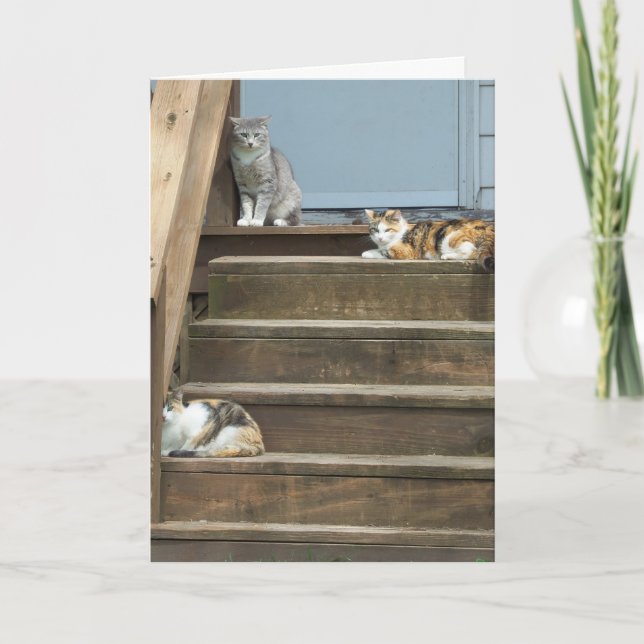 Carte Chats, Anniversaire (Devant)