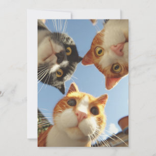 Carte Chats curieux regardant vers le bas
