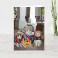 Chats drôles Cinco De Mayo