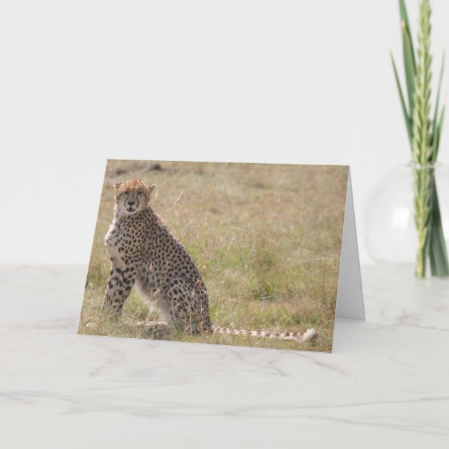 Carte Cheetah (Devant)
