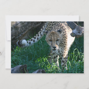 Carte Cheetah à la chasse