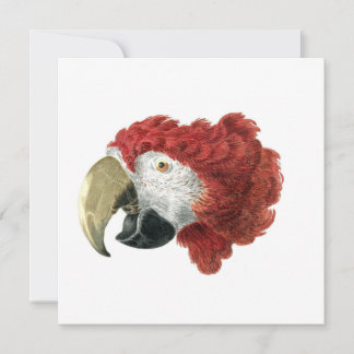 Carte Chef d'une Macaw (1725-1792) Aert Schouman