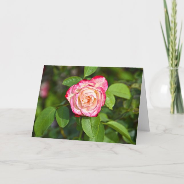 Carte Cherry Parfait Rose (Devant)
