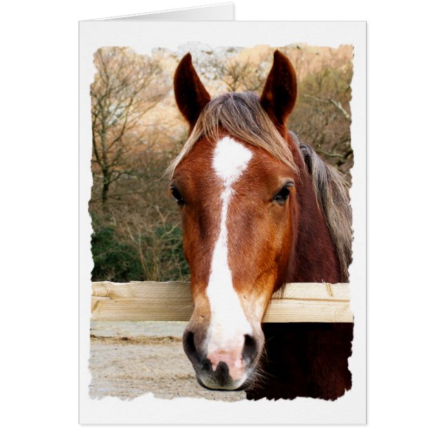 CARTE CHESTNUT HORSE (Devant)