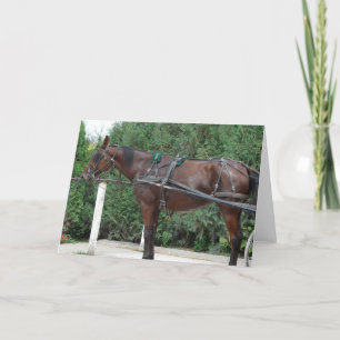 Carte Cheval Amish