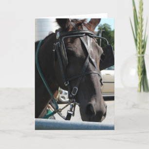 Carte Cheval Amish