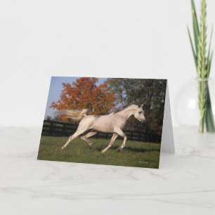 Carte Cheval arabe : Automne 2
