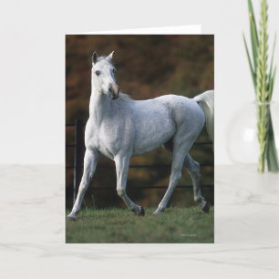 Carte Cheval arabe courant 1