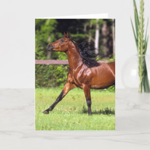 Carte Cheval arabe courant 2