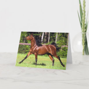 Carte Cheval arabe courant 2