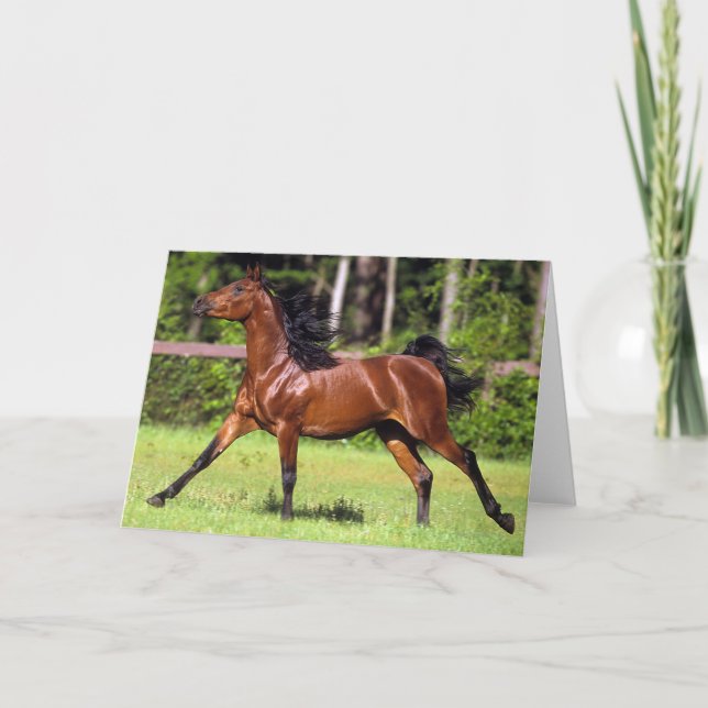 Carte Cheval arabe courant 2 (Devant)