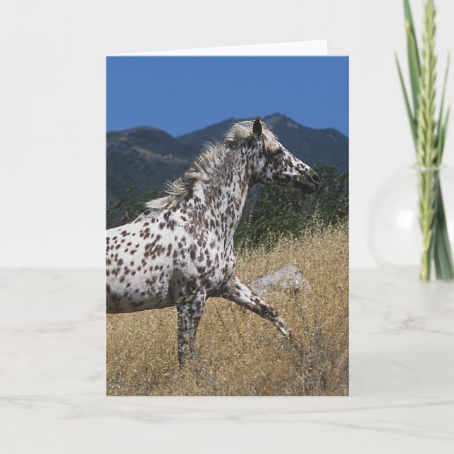 Carte Cheval d'Appaloosa courant la montagne (Devant)