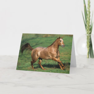 Carte Cheval d'Appaloosa fonctionnant dans le domaine