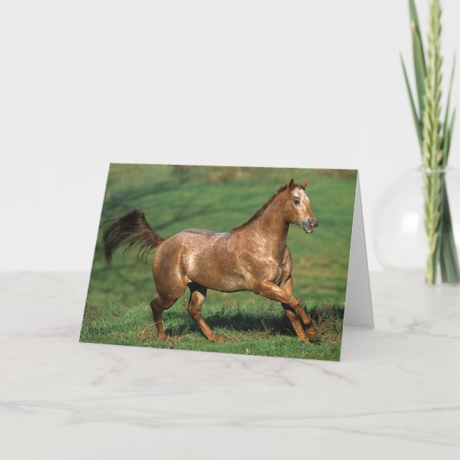 Carte Cheval d'Appaloosa fonctionnant dans le domaine (Devant)