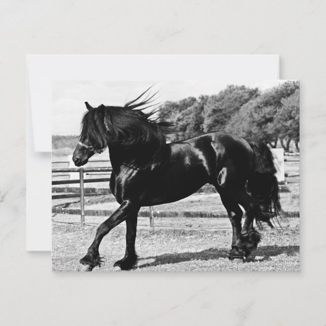 Carte Cheval de beauté noire (Devant)