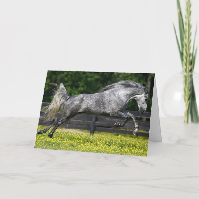 Carte Cheval de montagne rocheux gris pomme qui saute (Devant)