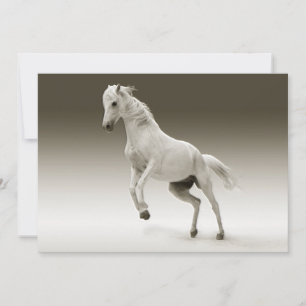 Carte Cheval Equestre Blanc Mare