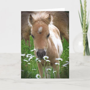 Carte Cheval et marguerites