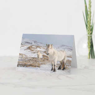 Carte Cheval islandais   Blonduos, Islande