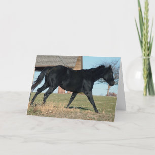 Carte Cheval noir nommé Jack