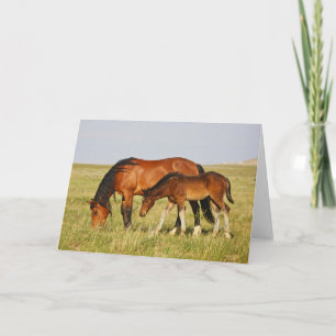 Carte Cheval sauvage Mère et Colt pâturage