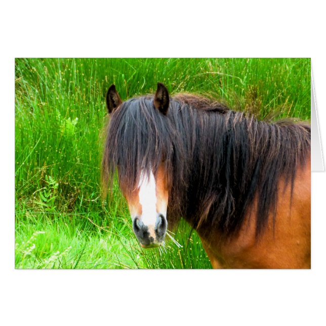 CARTE CHEVAUX (Devant horizontal)