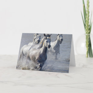 Carte Chevaux de Camargue fonctionnant sur le marécage