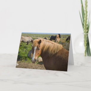Carte Chevaux islandais dans le nord-est de l'Islande