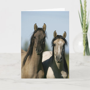 Carte Chevaux Kiger Mustang Se tenant debout