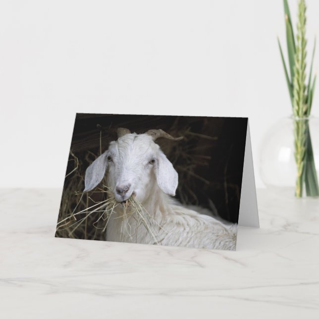 Carte Chèvre blanche - photographie animale mignonne (Devant)