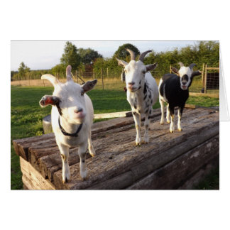 Carte Chèvre Cheeky