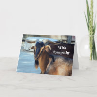 Chèvre Noir animal Brown photo Sympathie